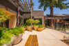 exterior Large terracotta planters with green plants on concrete patio Wooden pergolas and beams with mature tree growing through