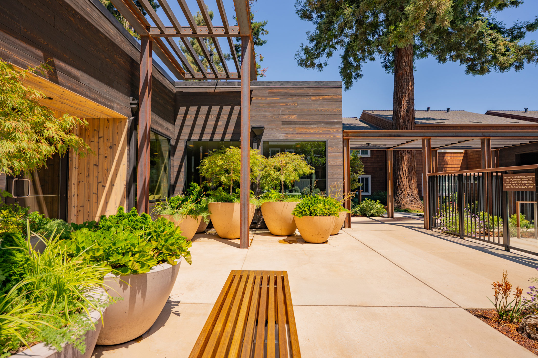 exterior Large terracotta planters with green plants on concrete patio Wooden pergolas and beams with mature tree growing through