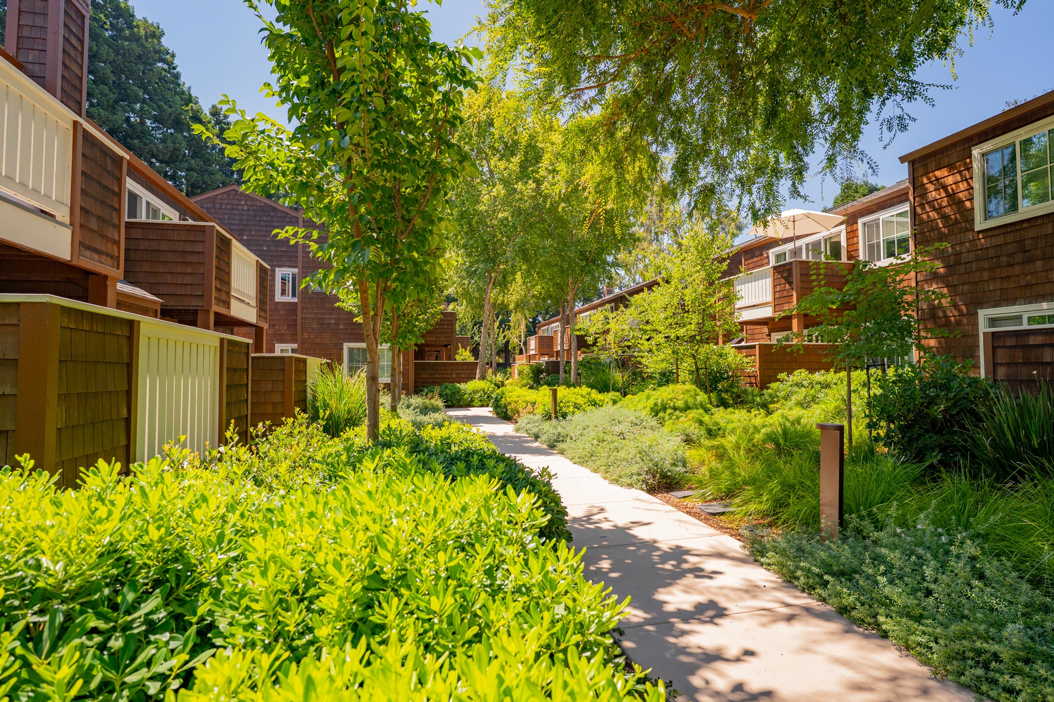 Concrete walkway winding through residential complex Wood shingle townhouses with balconies and large windows Lush landscaping with native plants and mature trees